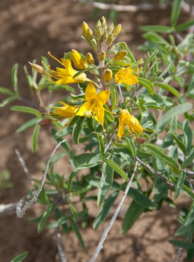 Cleome isomeris - کلئوم بیابانی (بلدراپاد)